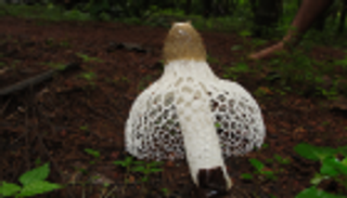 بالصور.. الفطر كما لم ترَه من قبل 