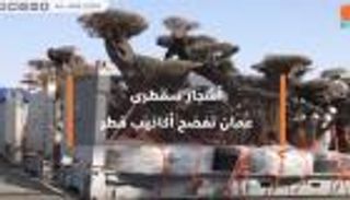 أشجار سقطرى.. عُمان تفضح أكاذيب قطر