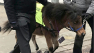 الحصان مرشد للمكفوفين في بريطانيا 