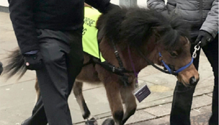 الحصان ديجبي مع الصحفي الكفيف