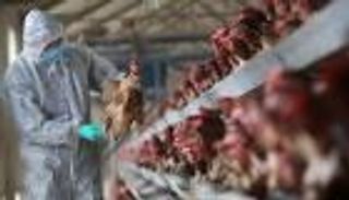 السعودية تحظر مؤقتا استيراد الدواجن من الهند