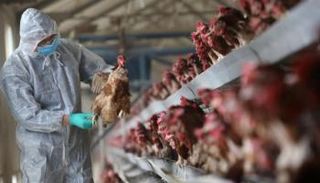 فحص في مزرعة دواجن_ رويترز