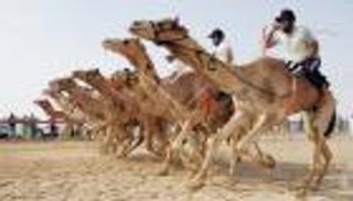 إطلاق مسابقتين لرياضة الهجن في السعودية
