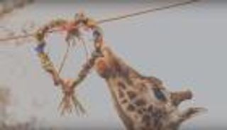 بريطانيا.. زرافة تحتفل بعيد الحب 