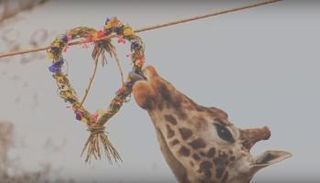 زرافة تلتهم هدية عيد الحب
