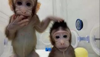 أول قردين مستنسخين في العالم 