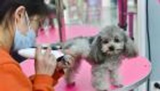 بالصور.. فنادق فاخرة وصالونات تجميل للحيوانات في الصين