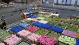 ألف وردة للمرأة اليابانية في عيد الحب 