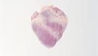 بالصور.. قلوب الحيوانات.. هدايا في "الفلانتين"