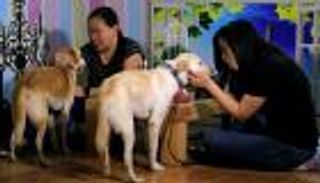 بالصور.. لقاء شاعري مع الكلاب بمناسبة "الفلانتين"