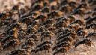 بالفيديو.. النمل يداوي مرضاه 