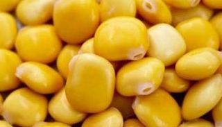 فوائد الترمس للبشرة والشعر