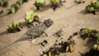 مسؤول إيراني يثير السخرية: أمريكا تتجسس علينا بالسحالي