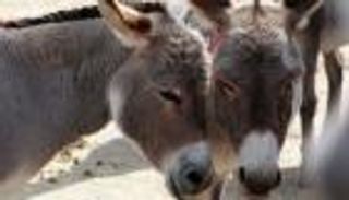 الصين تخطط لتربية الحمير لمواجهة حظر التصدير الأفريقي 