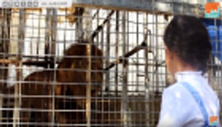 في غزة فقط.. الأسود تهوى البشر