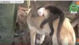 كلبة تتبنى قردا صغيرا في شوارع كولومبيا