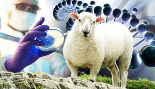 الخلايا الجذعية لسد النقص في توفر الأعضاء البشرية