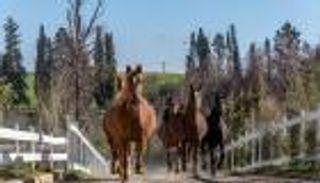 بالصور.. "شاشاوي" عاصمة الحصان الجزائري الأصيل