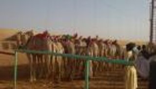 ختام فعاليات الموسم الثالث لسباقات الهجن في السودان بتشريف إماراتي