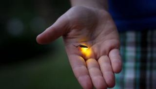 مصدر الإلهام لهذا الاختراع هو الحشرات المضيئة