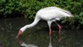 جارديان: إيران تشكل خطرا على الطيور البرية