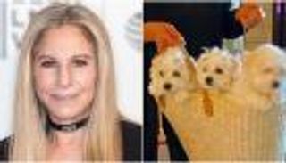 باربرا سترايسند تستنسخ كلبتها الراحلة مرتين