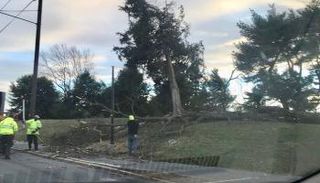 اقتلاع الأشجار بسبب العاصفة الهوائية 