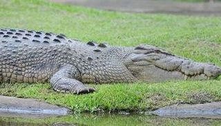 التماسيح تغزو بلدة أسترالية بعد انحسار مياه الفيضانات