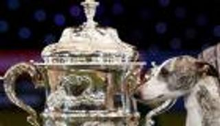 كلب اسكتلندي يفوز بالجائزة الكبرى في عرض "كرافتس"