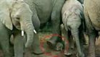 بالفيديو.. سلحفاة تنجو بأعجوبة من تحت أقدام قطيع أفيال