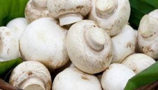 فوائد المشروم