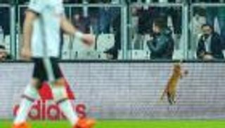 بشكتاش يواجه خطر الإيقاف أوروبيا بسبب "قطة" بايرن ميونيخ