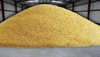 تخزين القمح في أحد الصوامع بمصر 