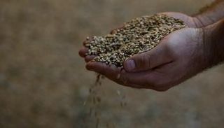 القمح المحلي في مصر يغطي نحو 60% من الاستهلاك