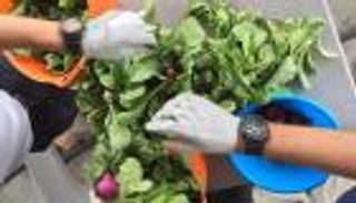 مستشفى يزرع خضراوات وفواكه لتوفير طعام صحي للمرضى