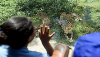 الأطفال في سفاري دبي 