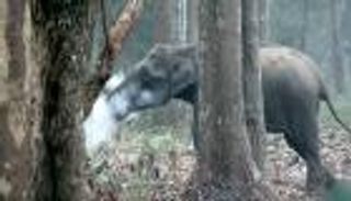 بالفيديو.. "الفيل المدخن" يحير علماء الحيوان في الهند