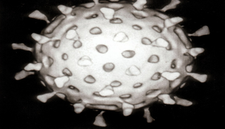 فيروس بورنا