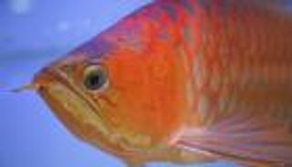 عمليات تجميل لأسماك الزينة في سنغافورة