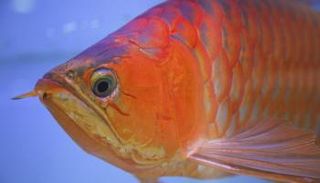 عمليات تجميل لأسماك الزينة في سنغافورة