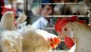 إصابتان جديدتان بإنفلونزا الطيور H5N8 في السعودية