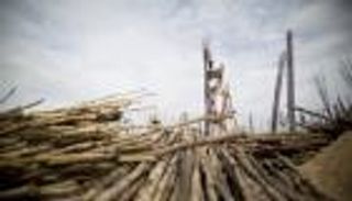 الهند تتسلق "الخيزران" لاعتلاء قمة سوق الوقود العضوي