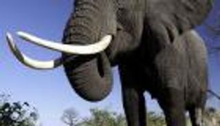 بريطانيا تصدر قانونا صارما لحظر تجارة العاج