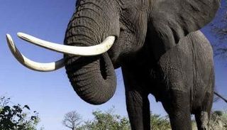 الحكومة البريطانية تفرض حظراً على تجارة العاج