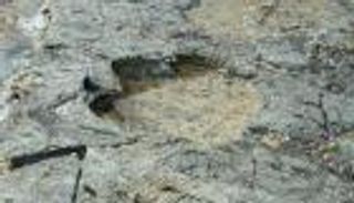  اسكتلندا.. العثور على آثار أقدام أضخم ديناصور في التاريخ 