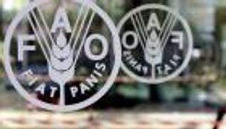 "الفاو": صعود أسعار الأغذية العالمية في مارس