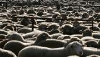 أستراليا تحقق في فضيحة شحنة خراف متجهة لقطر