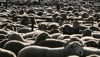 لقطات من فيديو داخل سفينة تصدير الحيوانات