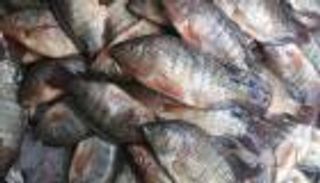 السعودية ترفع الحظر عن استيراد الأسماك المصرية قبل نهاية إبريل