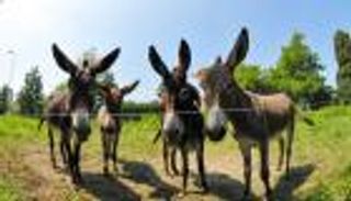 حمير القارة الأفريقية في خطر 